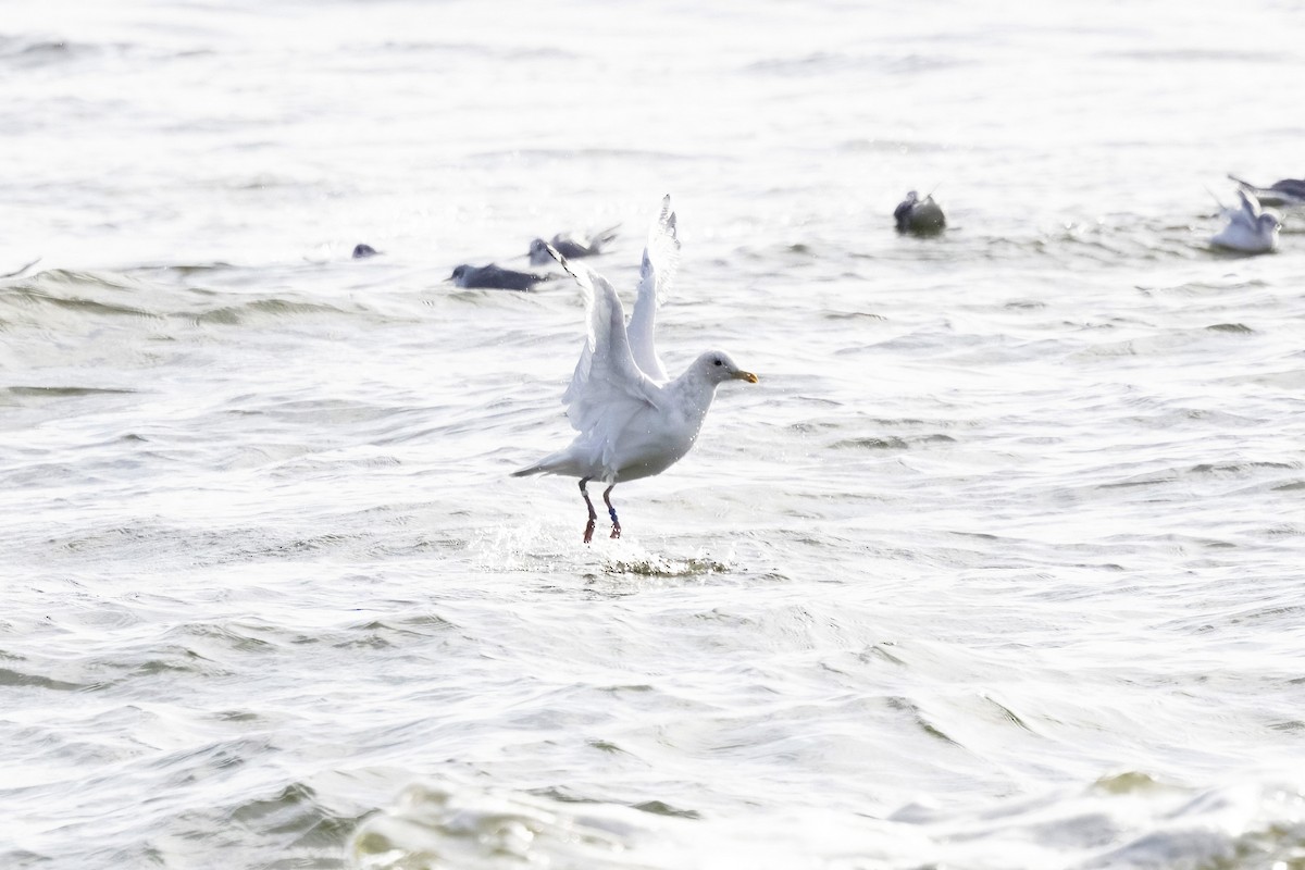 Larus sp. - ML645755576