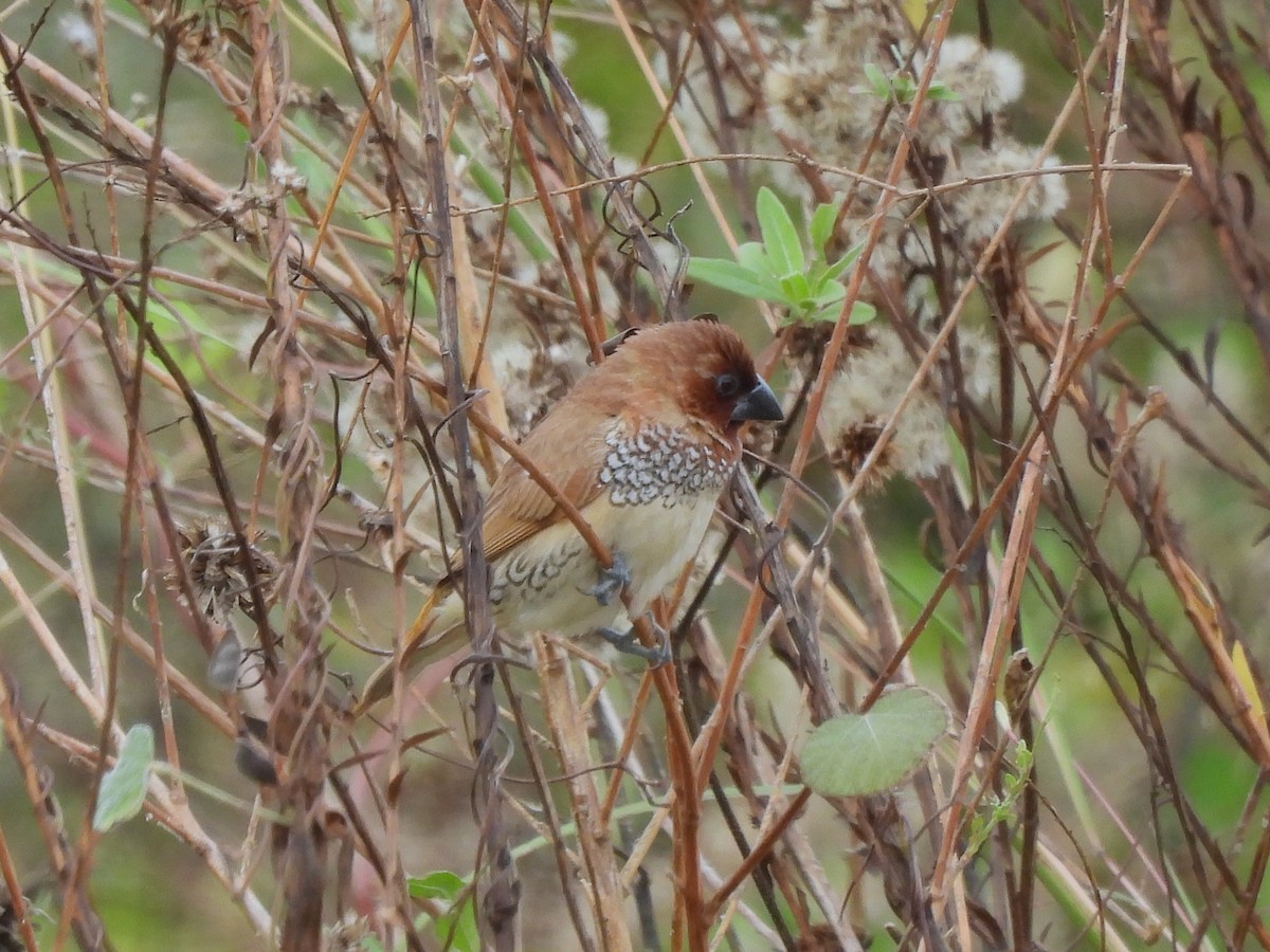 Scaly-breasted Munia - ML645755581