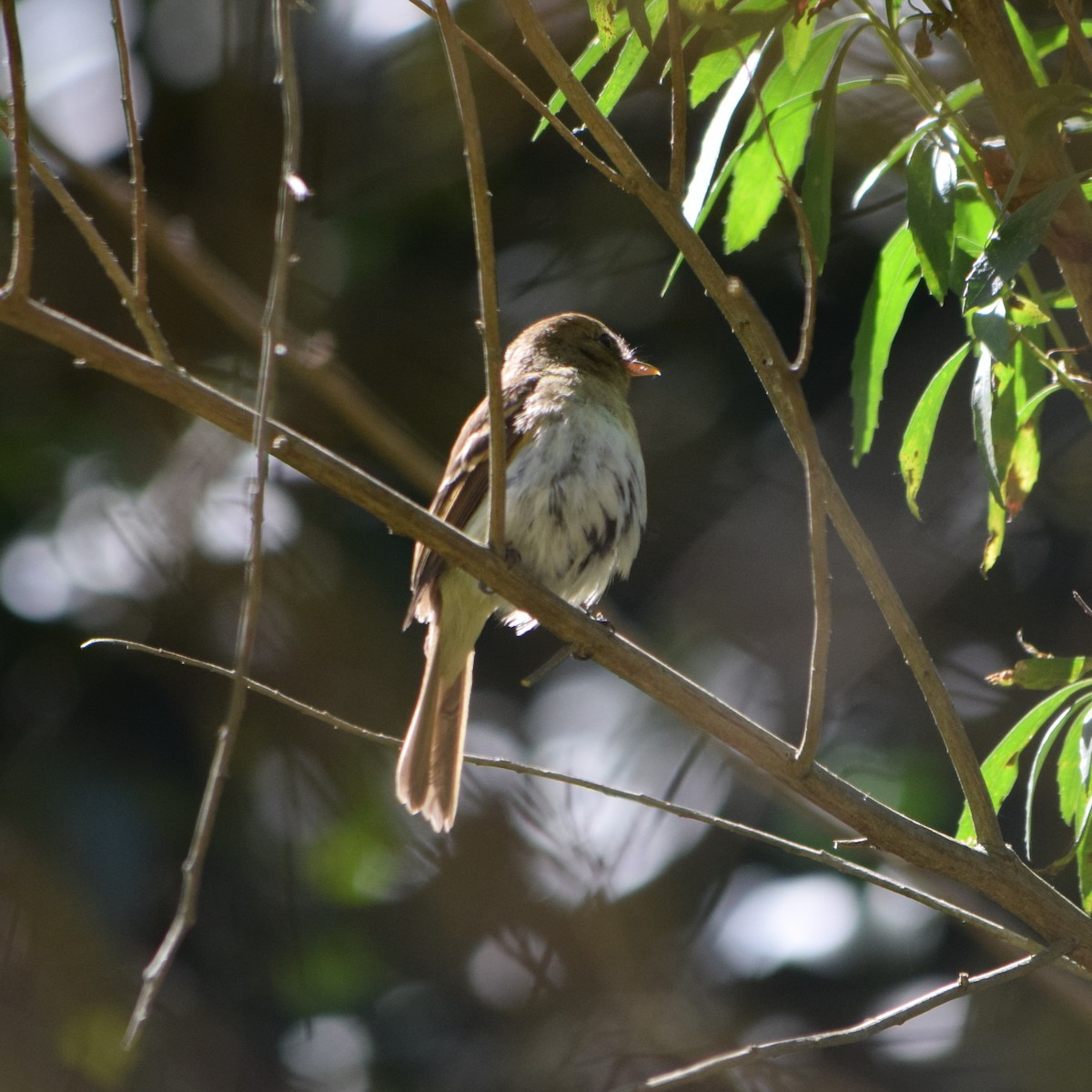 Euler's Flycatcher - ML645755584