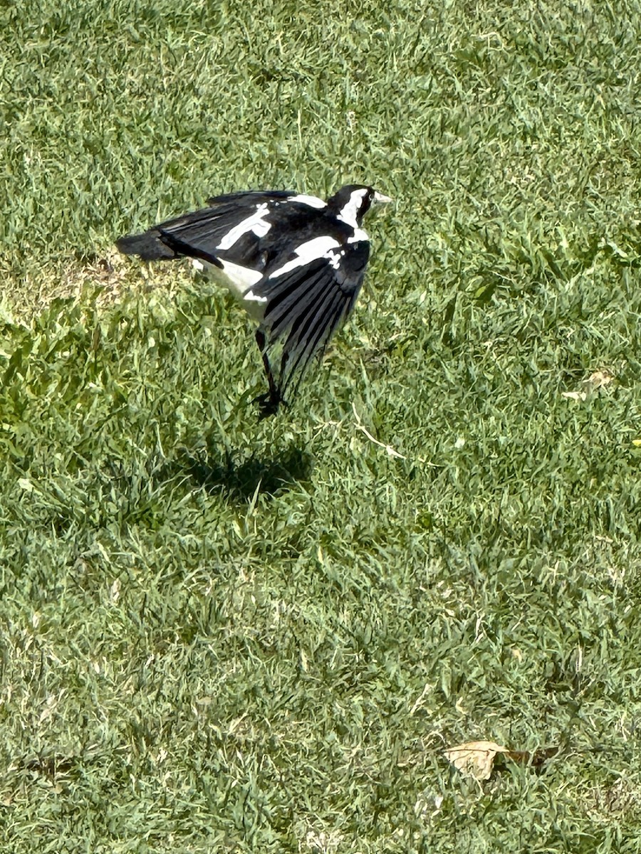 Magpie-lark - ML645755585