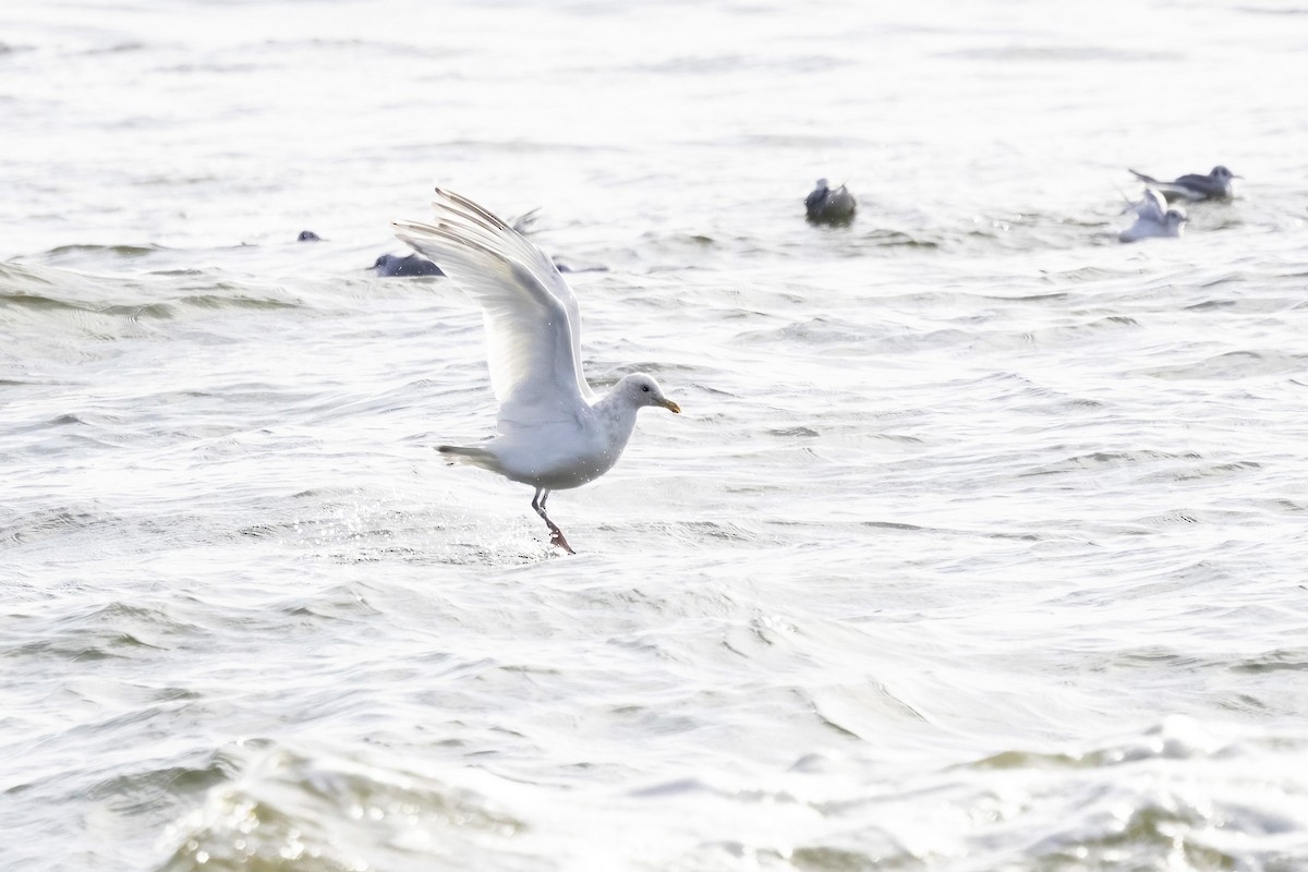 Larus sp. - ML645755586