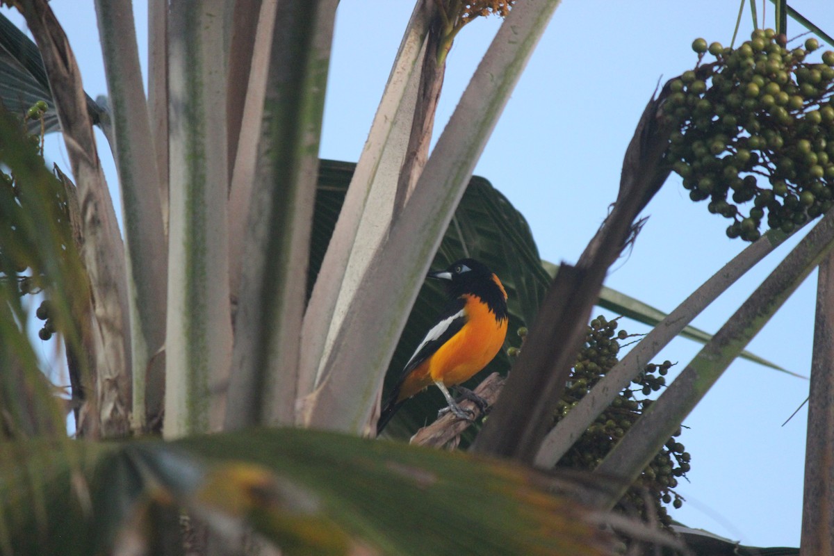 Venezuelan Troupial - ML645755587