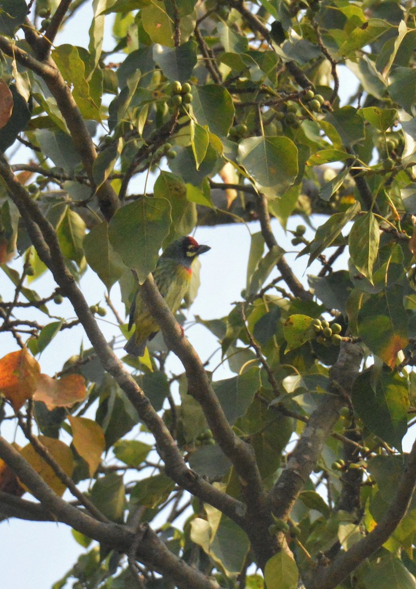 Coppersmith Barbet - ML645755588