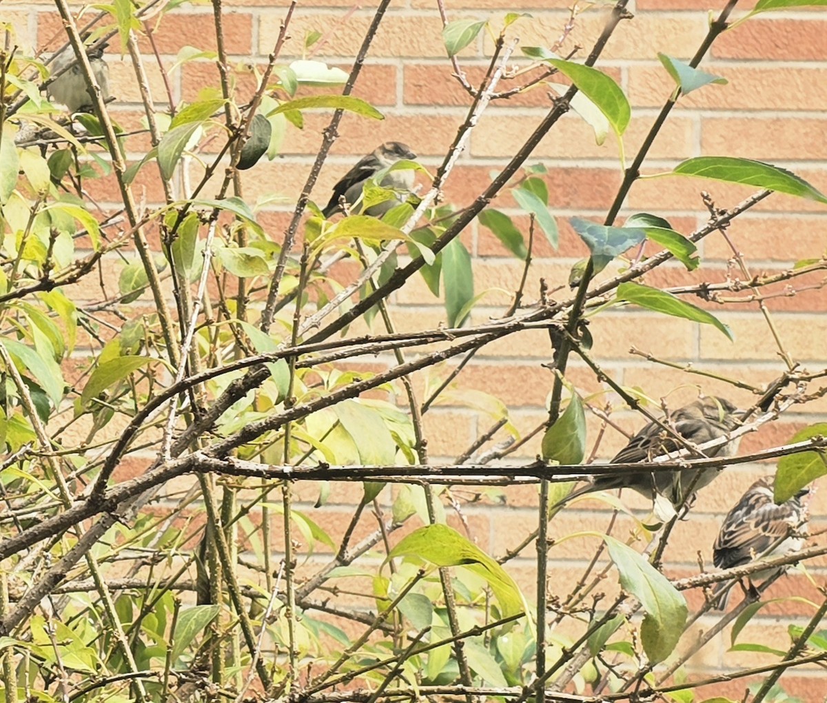 Serçe - ML645755591