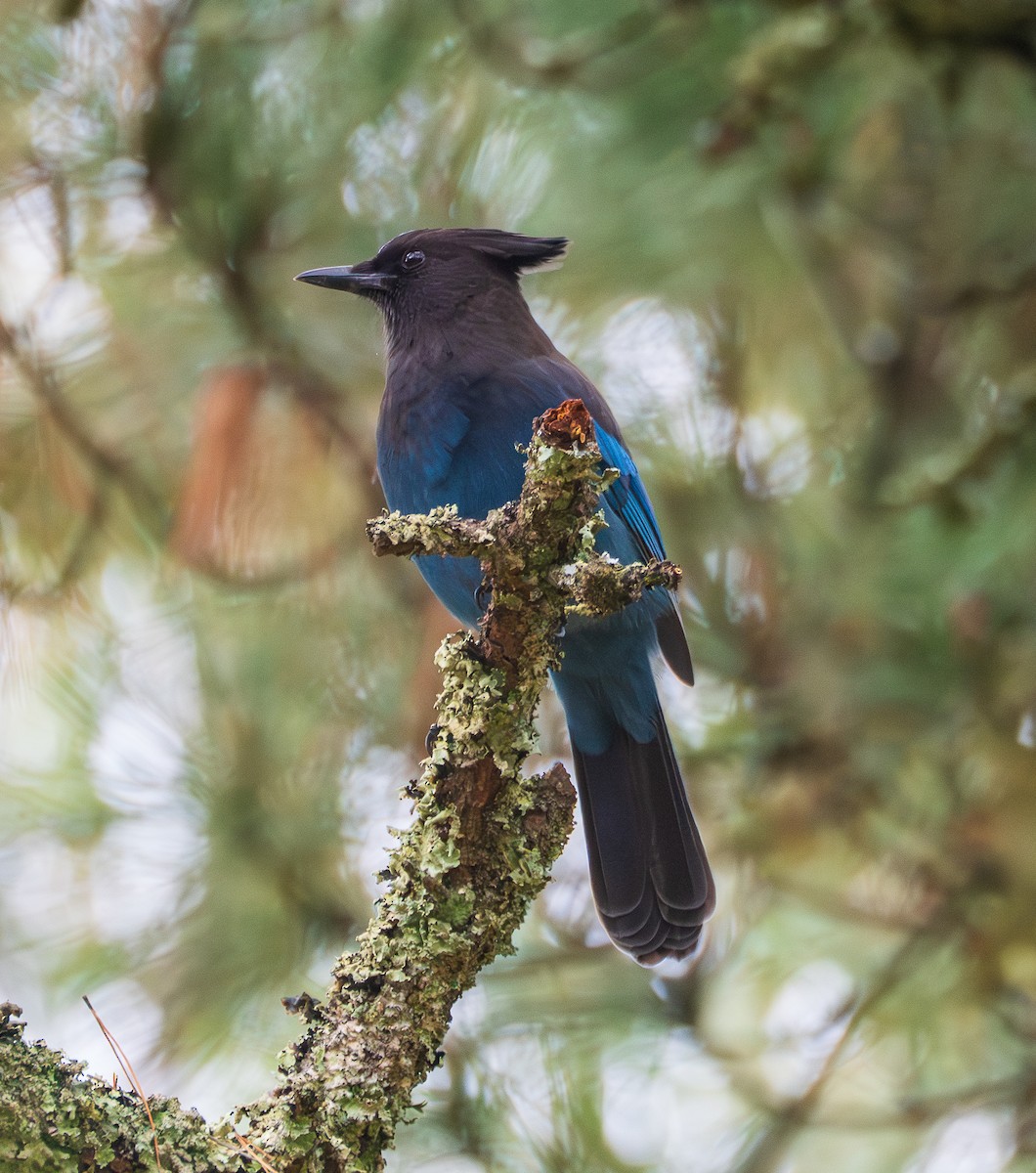 Steller's Jay - ML645755593