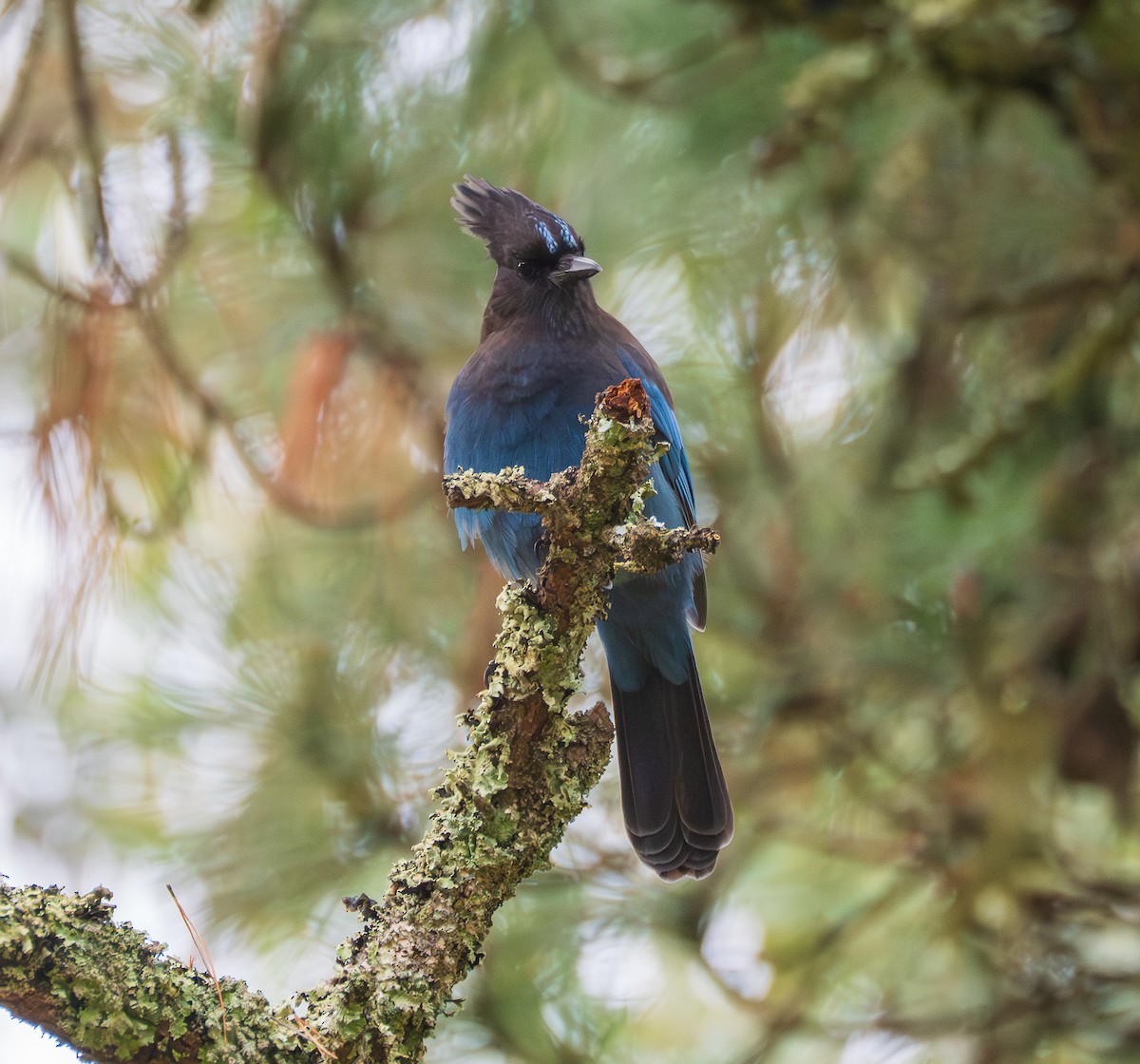 Steller's Jay - ML645755594
