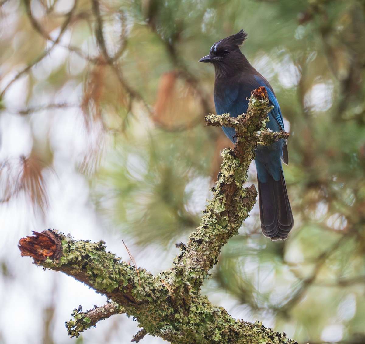 Steller's Jay - ML645755595