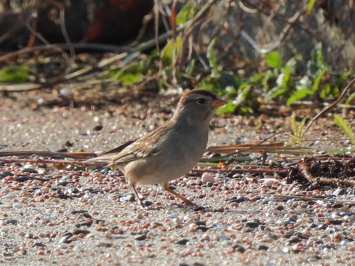 White-crowned Sparrow - ML645755596