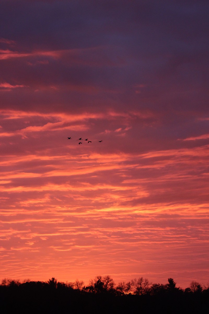 jeřáb kanadský - ML645755600