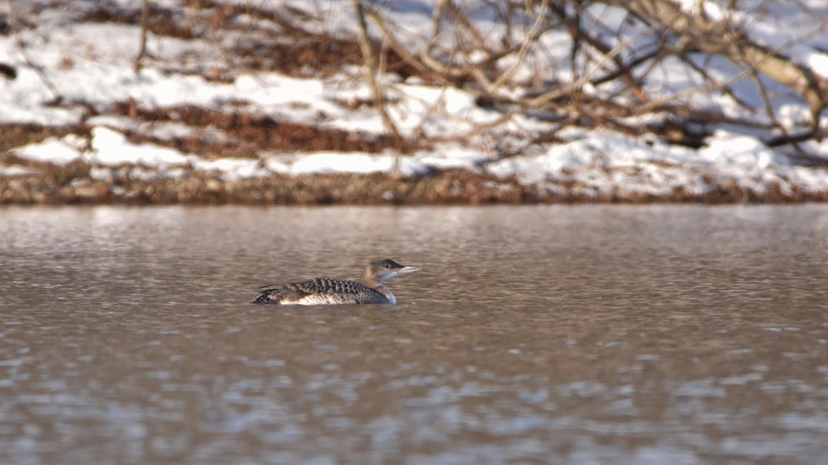 Buz Dalgıcı - ML645755606