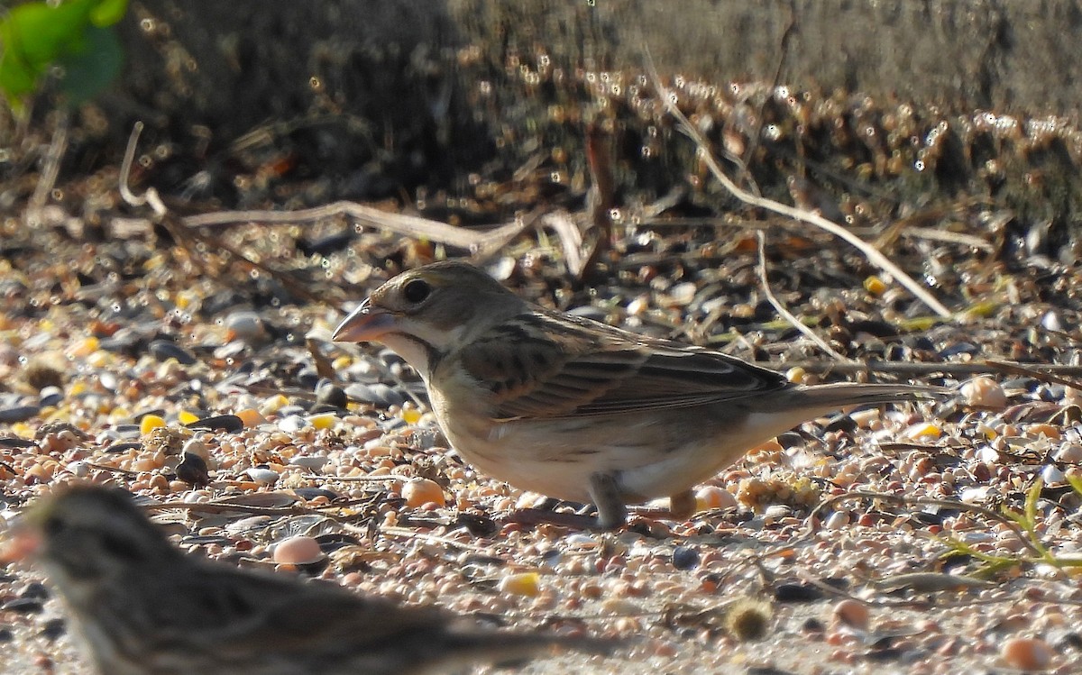 Dickcissel - ML645755613