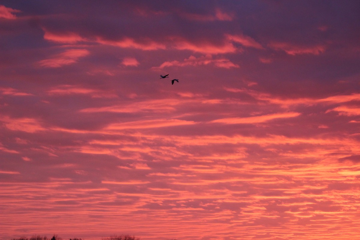 jeřáb kanadský - ML645755614