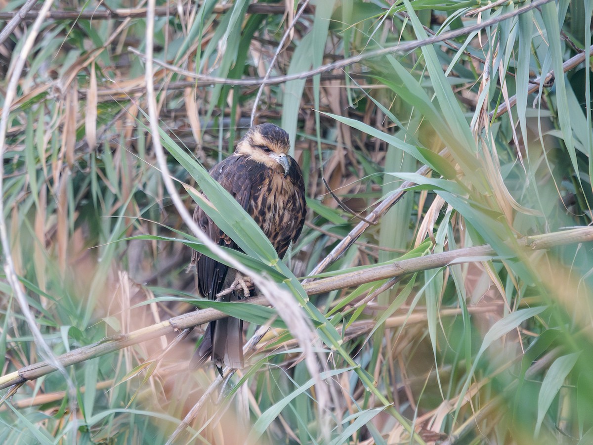 Snail Kite - ML645755618