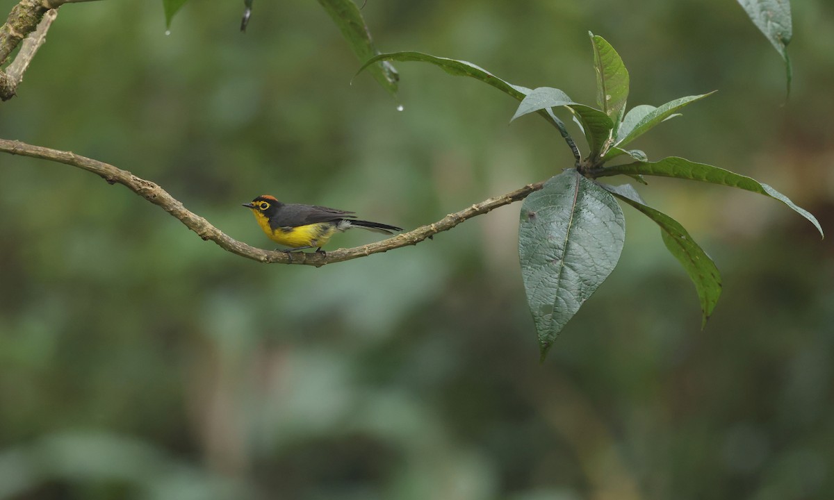 Spectacled Redstart - ML645755622