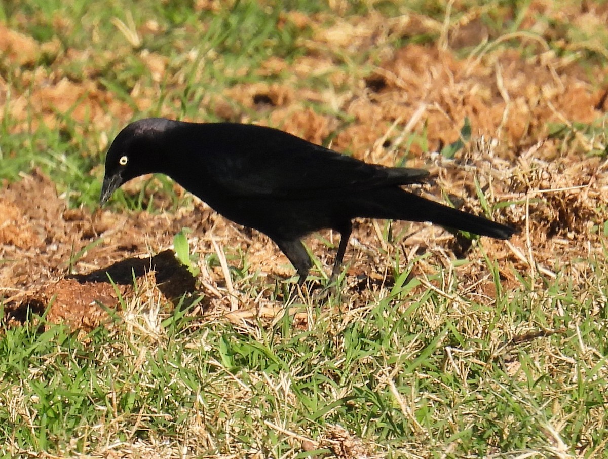 Brewer's Blackbird - ML645755625