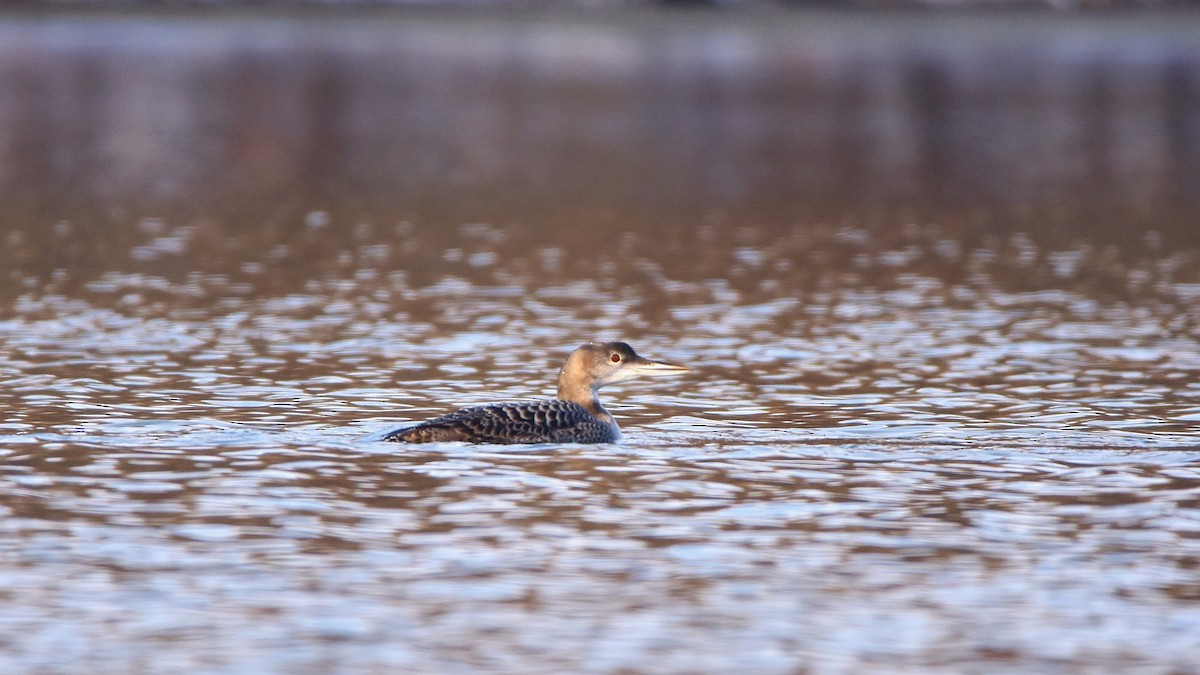 Buz Dalgıcı - ML645755627