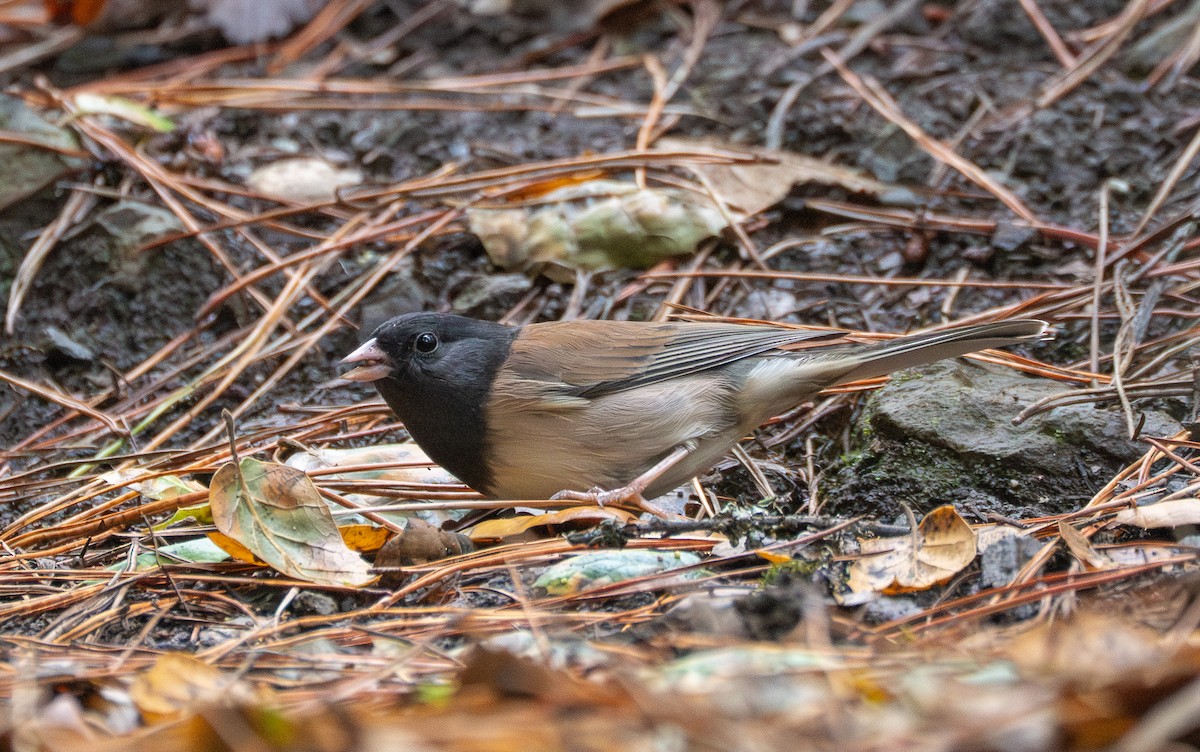 Dark-eyed Junco - ML645755628