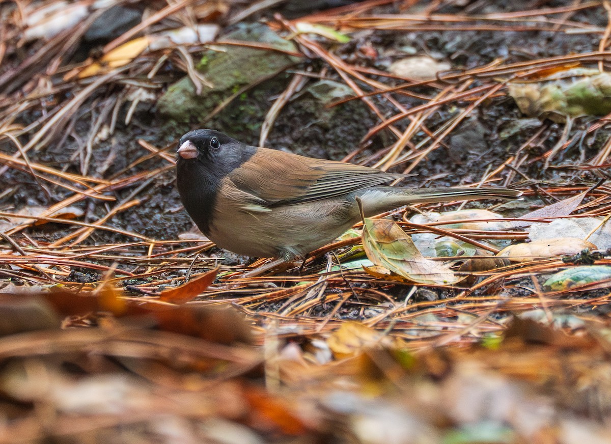 Dark-eyed Junco - ML645755629