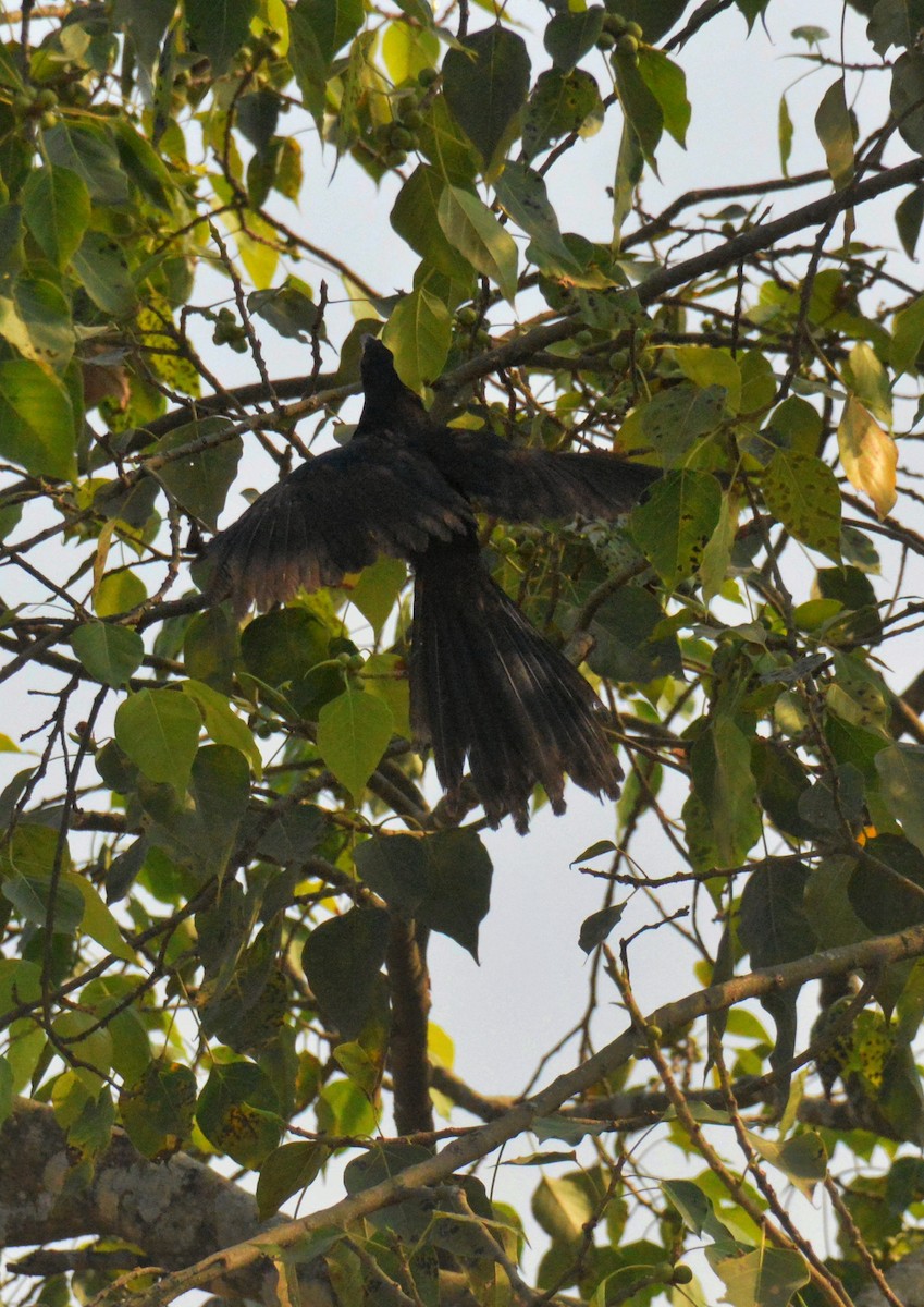 Asian Koel - ML645755630