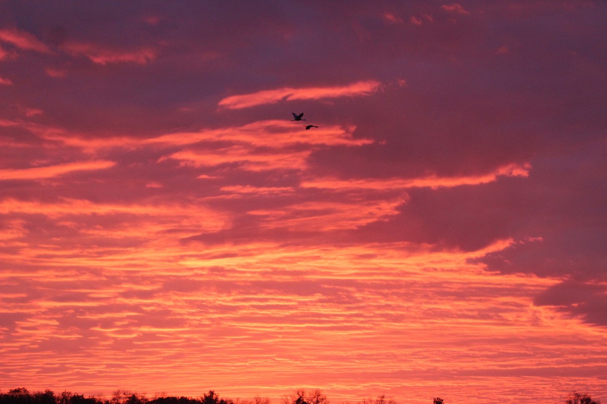 jeřáb kanadský - ML645755632