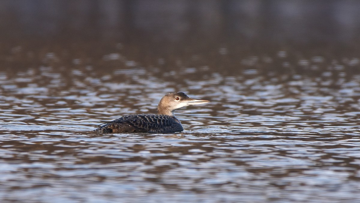 Buz Dalgıcı - ML645755644