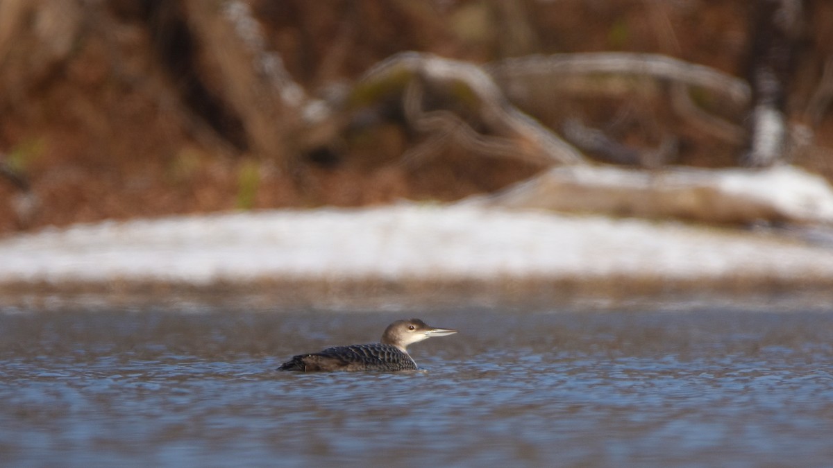 Buz Dalgıcı - ML645755659