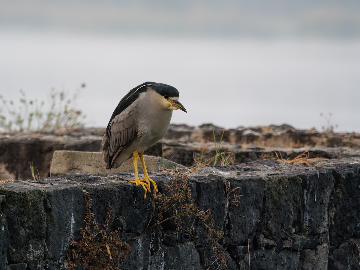 Black-crowned Night Heron - ML645755678