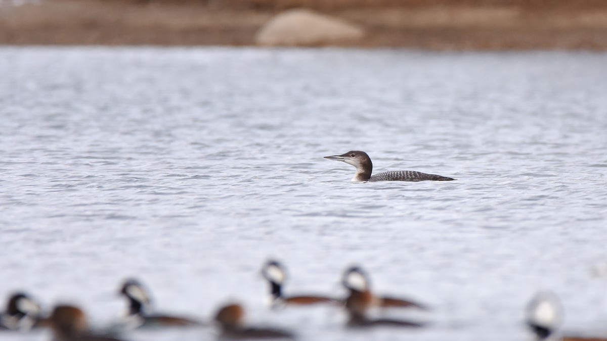 Buz Dalgıcı - ML645755687