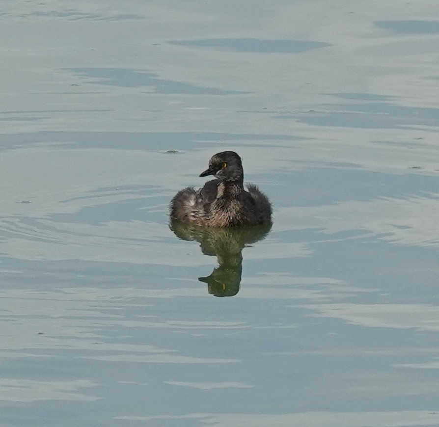Least Grebe - ML645755692