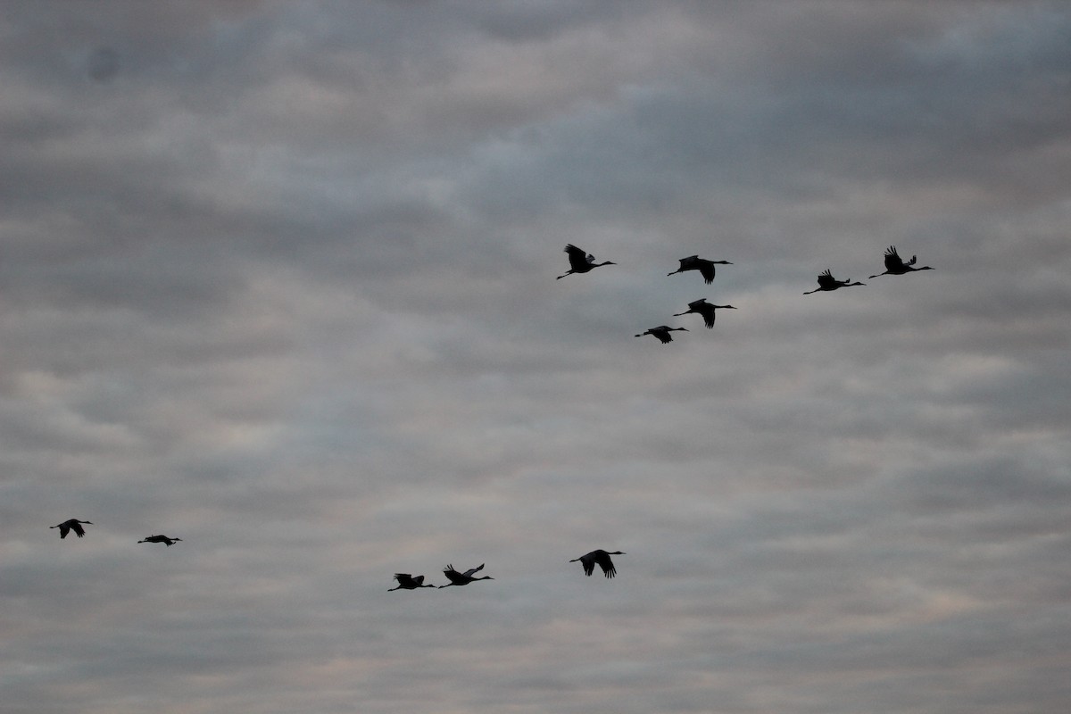 jeřáb kanadský - ML645755694