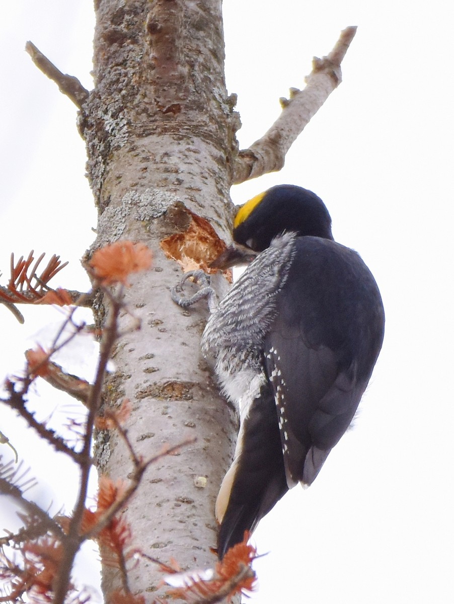 Kara Sırtlı Ağaçkakan - ML645755697