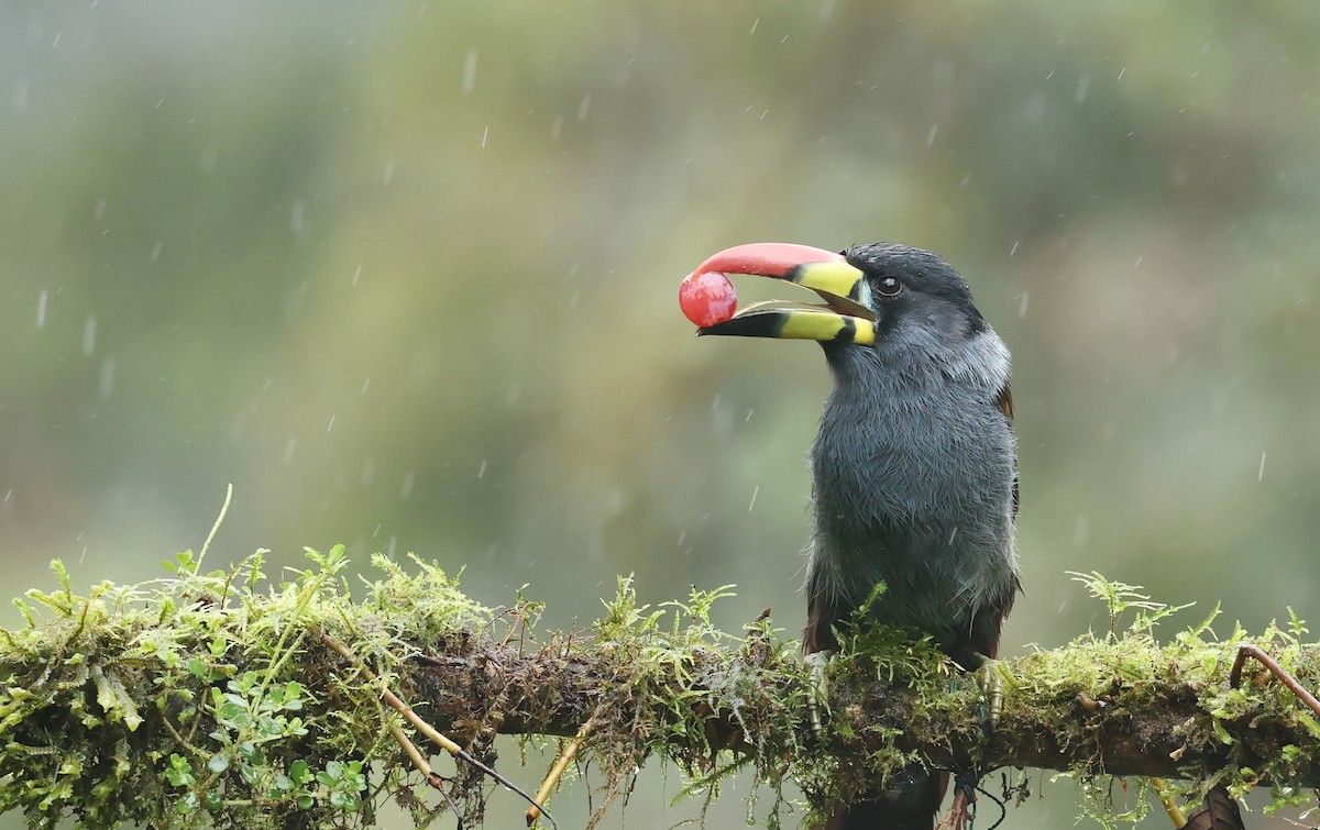 Gray-breasted Mountain-Toucan - ML645755699