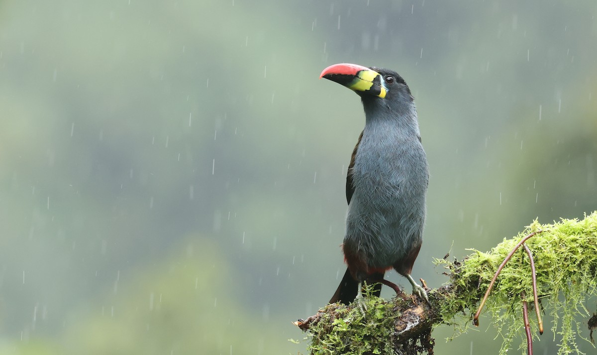 Gray-breasted Mountain-Toucan - ML645755700