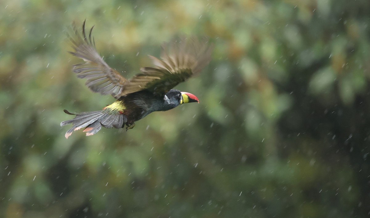 Gray-breasted Mountain-Toucan - ML645755701