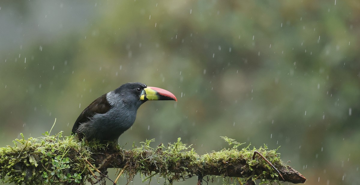 Gray-breasted Mountain-Toucan - ML645755702