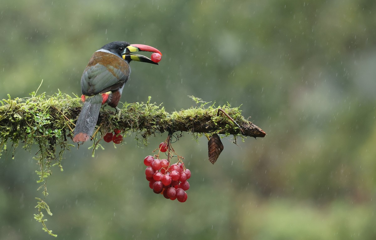 Gray-breasted Mountain-Toucan - ML645755703