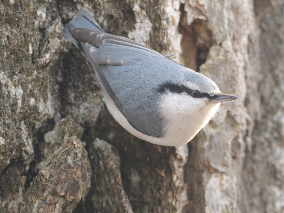 Garrapo eurasiarra - ML645755705