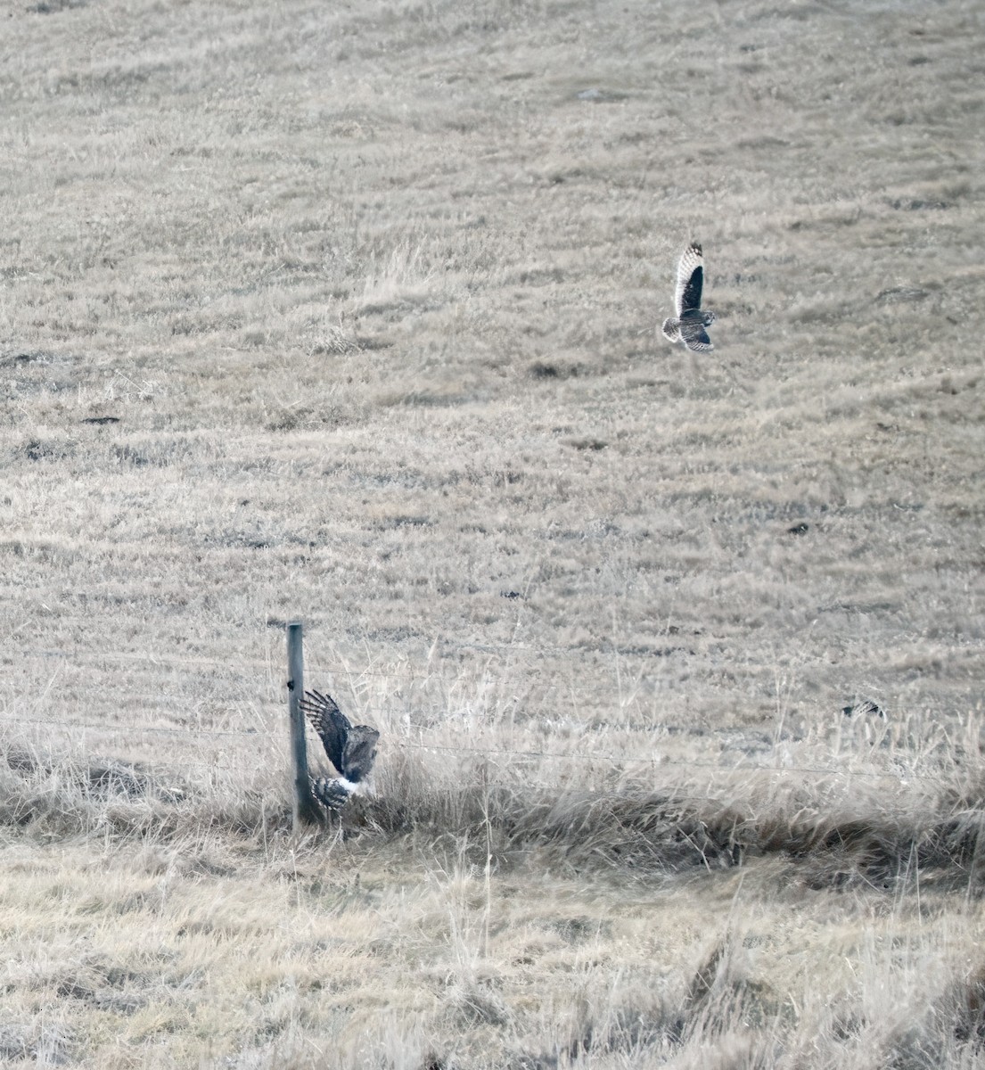 Short-eared Owl - ML645755706