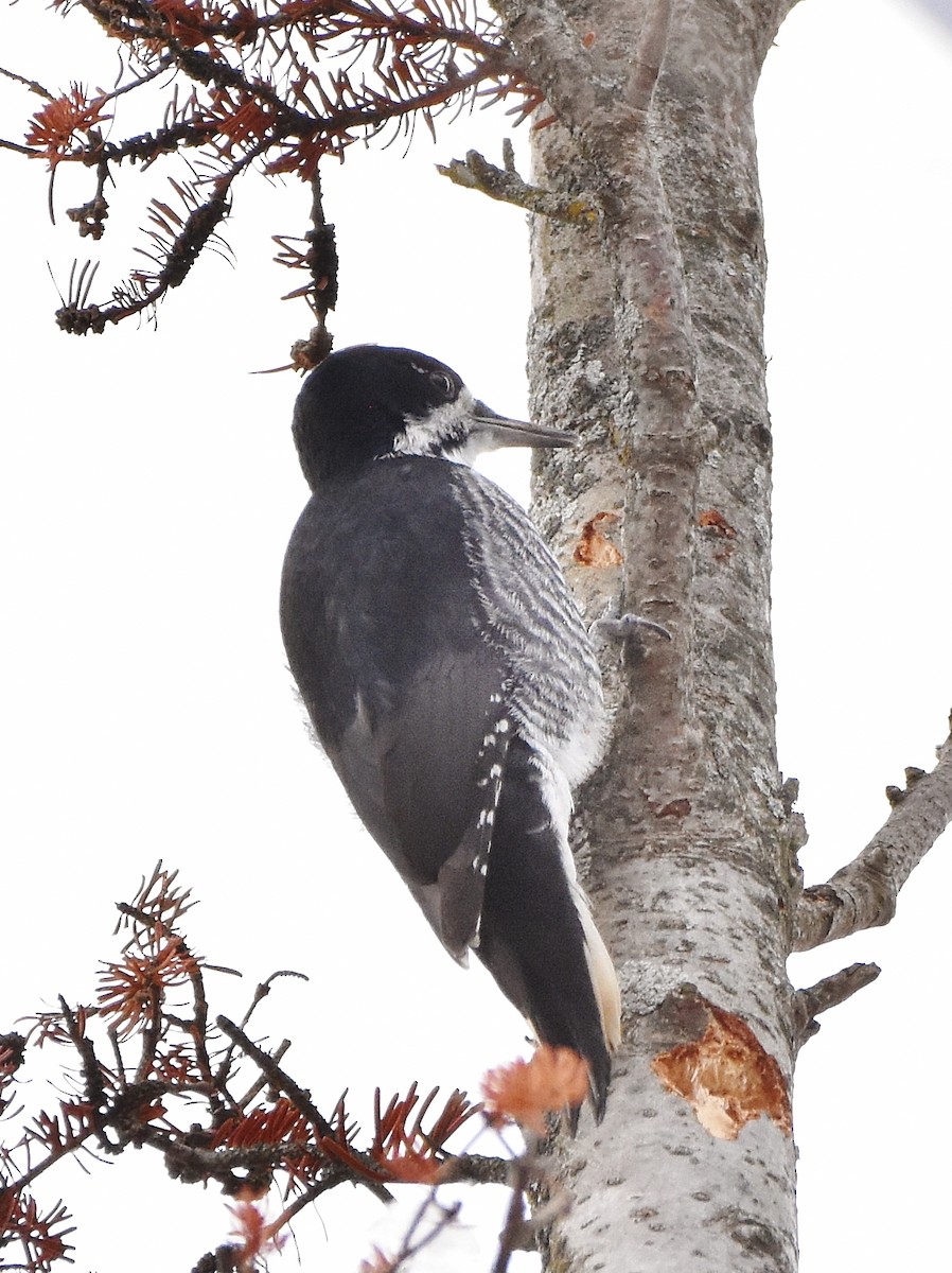 Kara Sırtlı Ağaçkakan - ML645755707