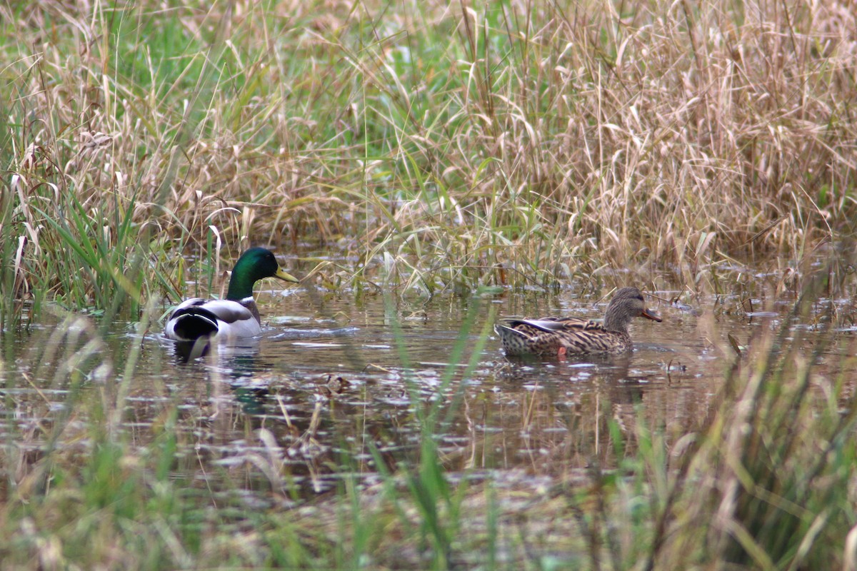 Mallard - ML645755710