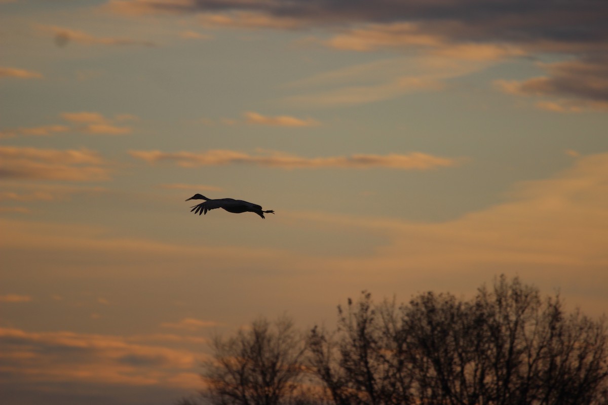 jeřáb kanadský - ML645755713