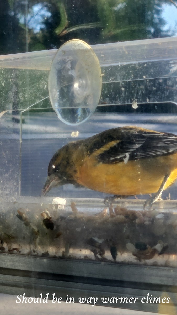 Baltimore Oriole - ML645755715