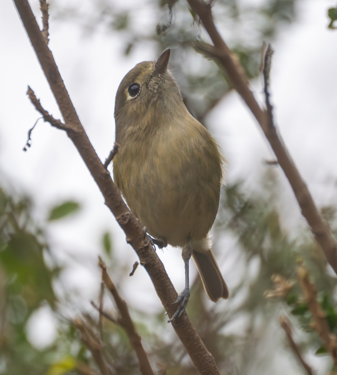 Hutton's Vireo - ML645755727