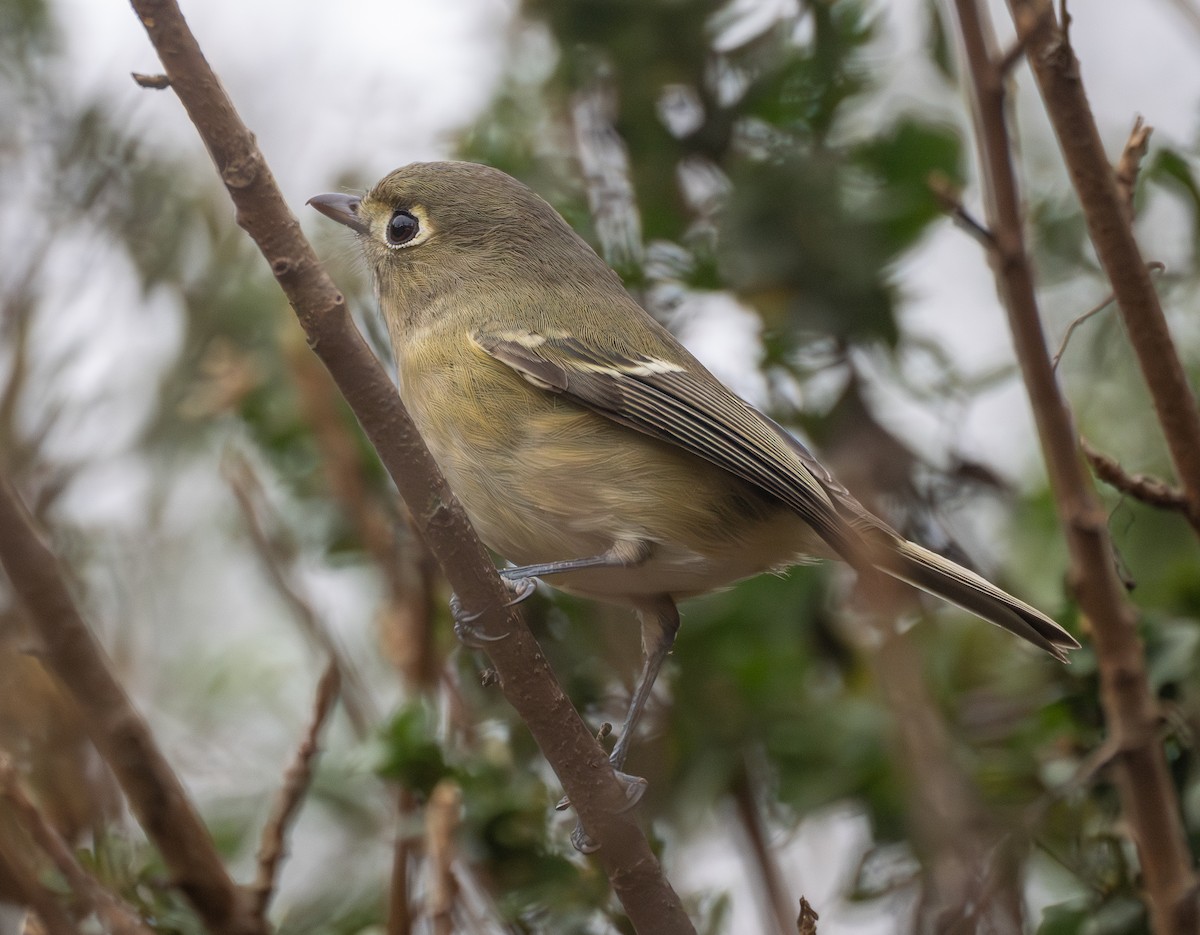 Hutton's Vireo - ML645755728