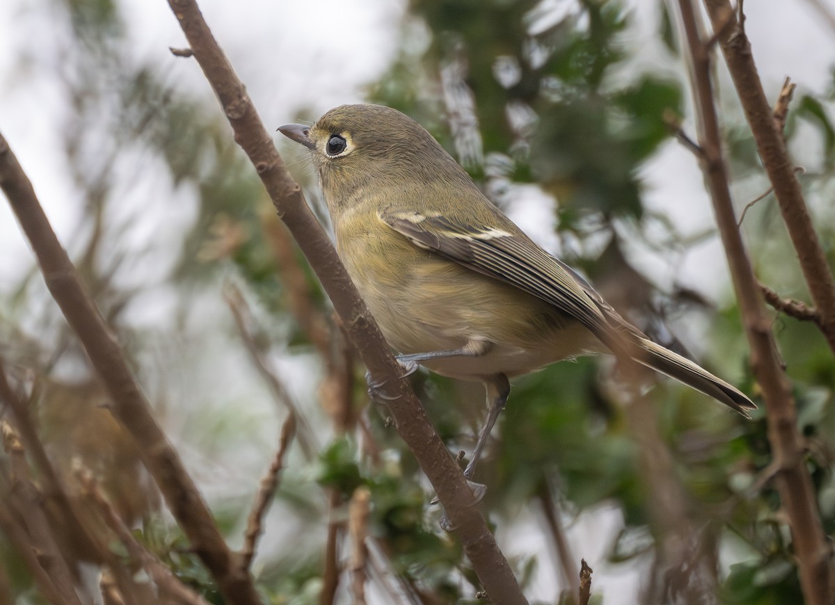 Hutton's Vireo - ML645755729