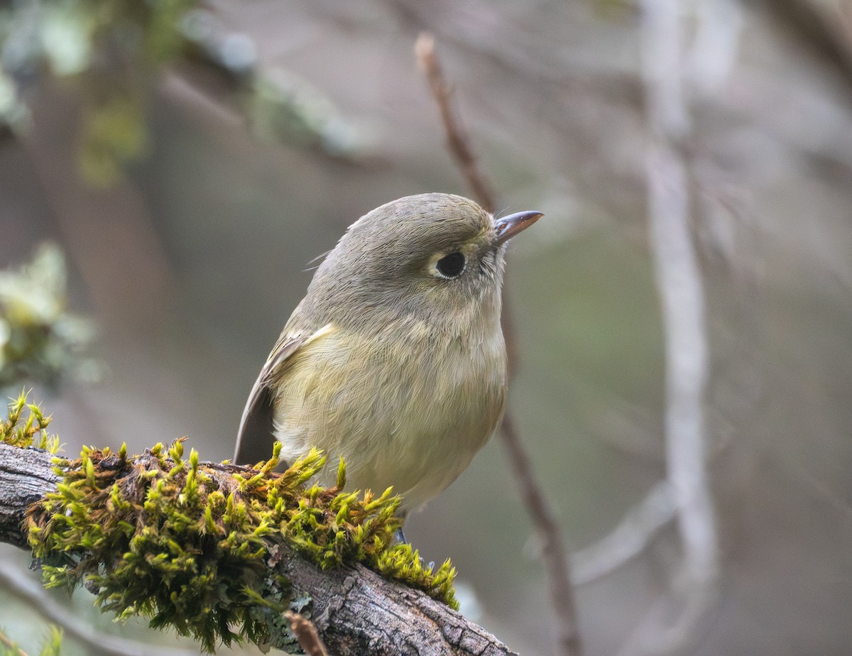 Hutton's Vireo - ML645755730