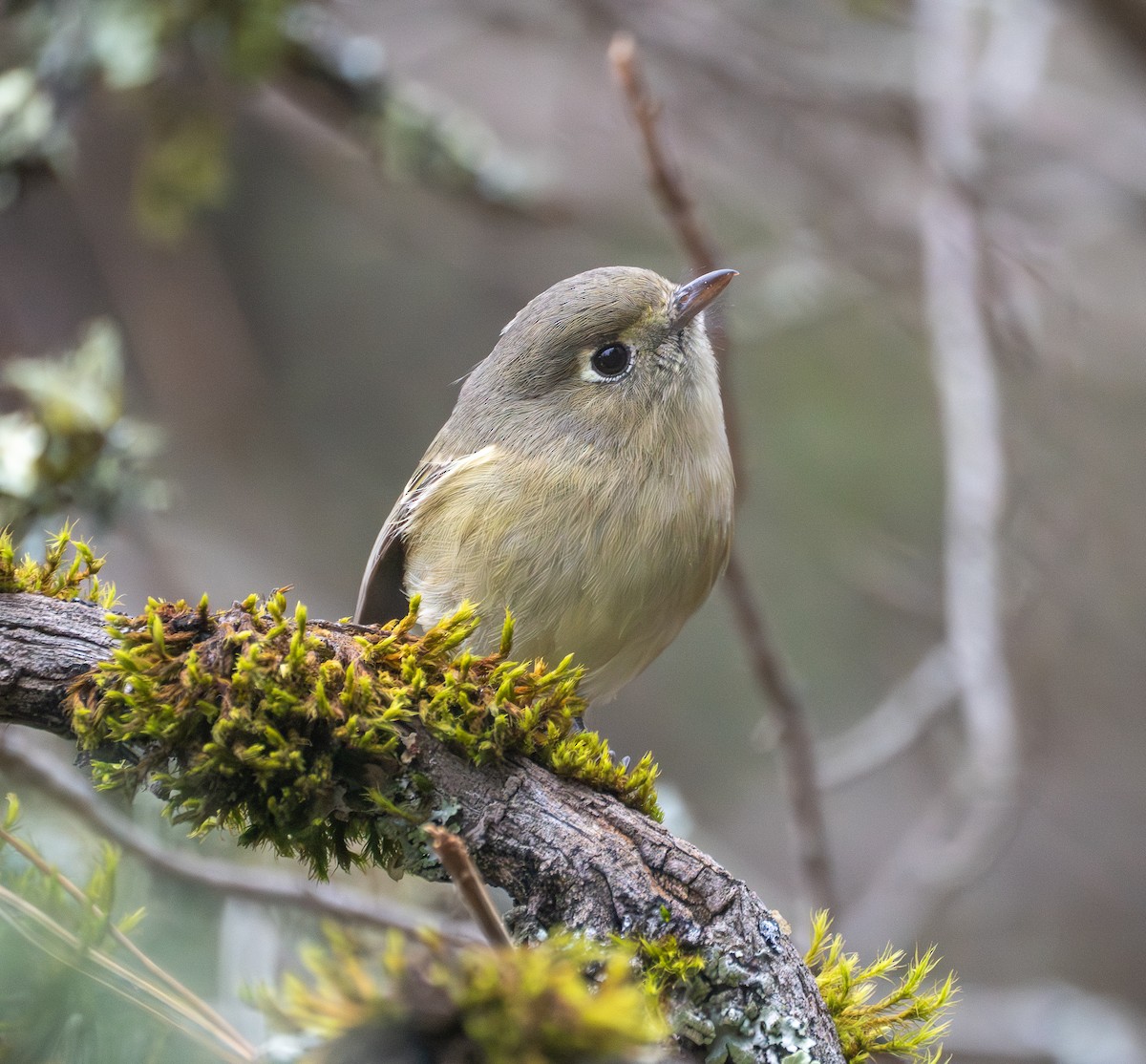 Hutton's Vireo - ML645755732