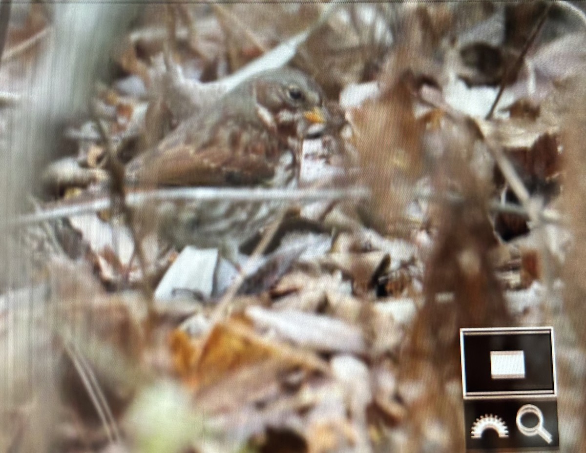 Fox Sparrow (Red) - ML645755738