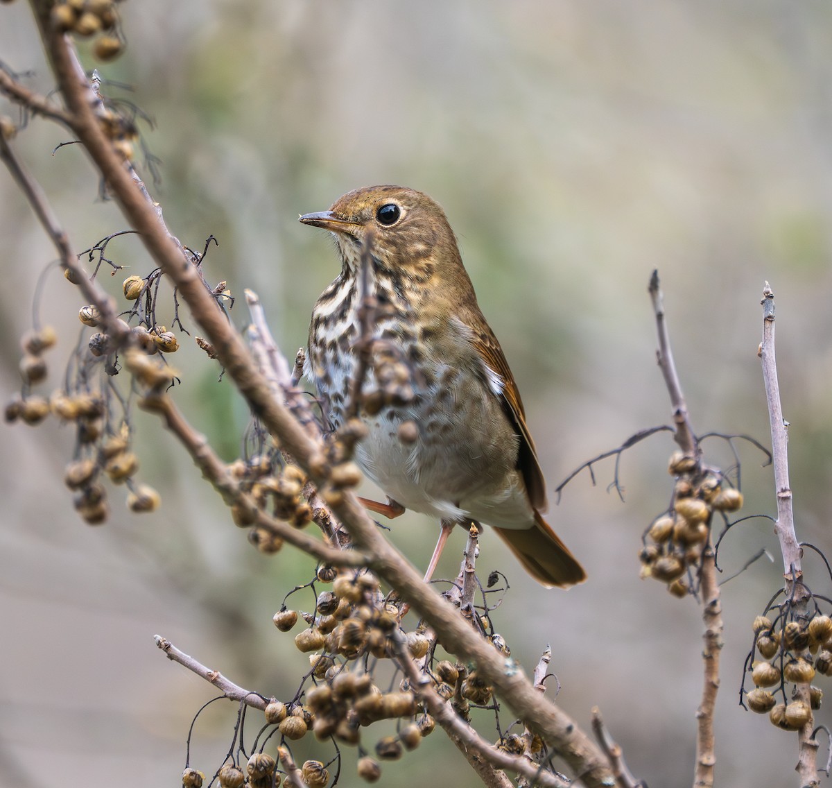 Hermit Thrush - ML645755739