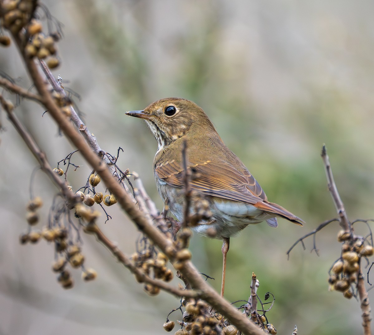 Hermit Thrush - ML645755740